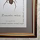 Коричневый паук-отшельник. Картины. Картина. Ярмарка Мастеров.  Фото №4