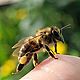 Пыльца цветочная, пчелиная обножка свежая, 2024 год. Мед. Paseka-v-redkodube. Ярмарка Мастеров.  Фото №4