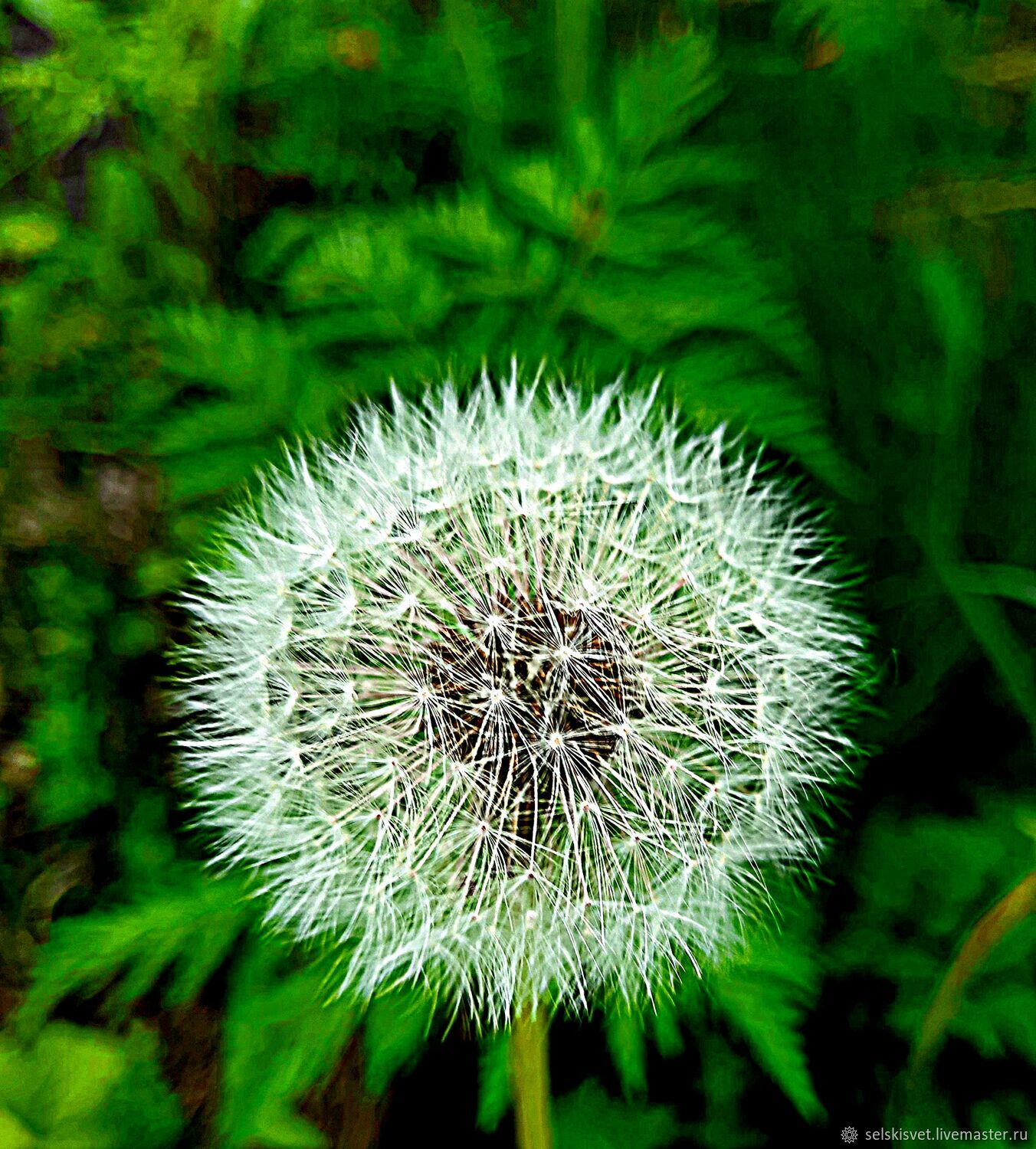 Когда созревали одуванчики. Когда созревали одуванчики. Одуванчик дальштедта. Когда созревали одуванчики. Когда созревали одуванчики.