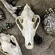 Череп волка крупный (более 24 см), Оберег, Иркутск,  Фото №1