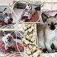 KITTENS PHOTO, Stuffed Toys, Orsk,  Фото №1