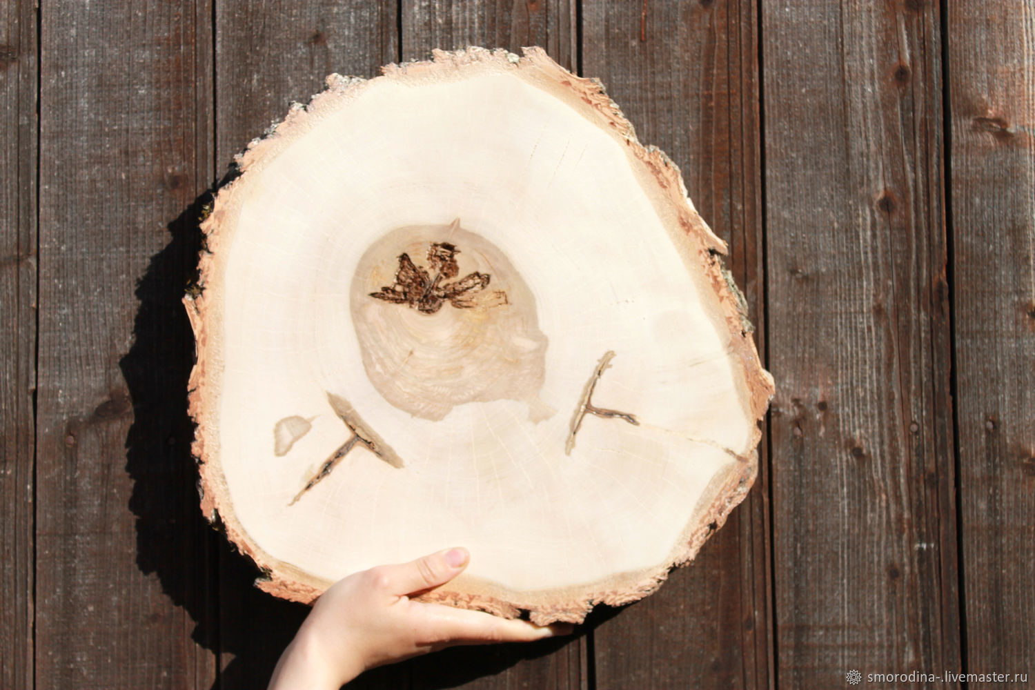 Поперечный спил дерева. Подставки из спилов дерева. Карельская береза сруб. Тарелки из среза дерева. Спил дерева береза.