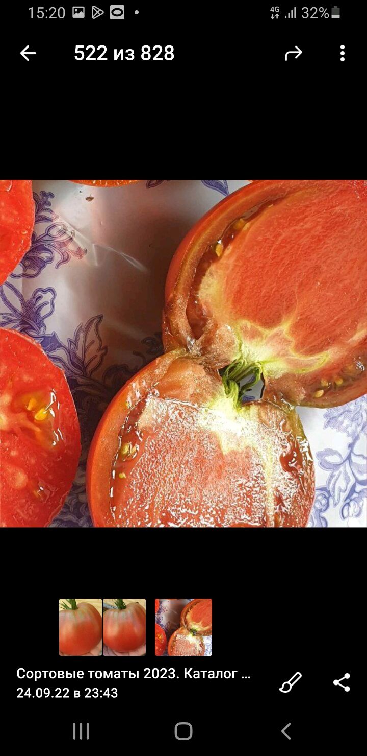 Сортовой томат Лонгхорн в интернет-магазине Ярмарка Мастеров по цене 50 ...