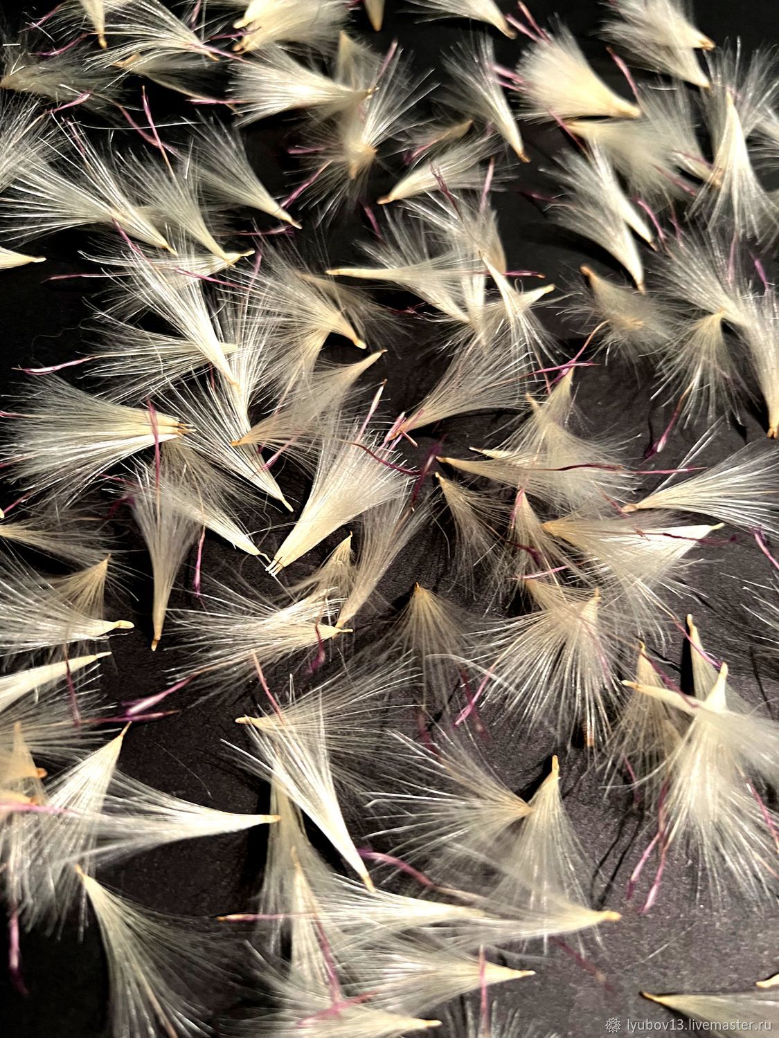 Сухоцветы чертополох парашюты одуванчик набором купить в интернет ...