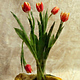 Натюрморт Букет тюльпанов, Фотокартины, Москва,  Фото №1