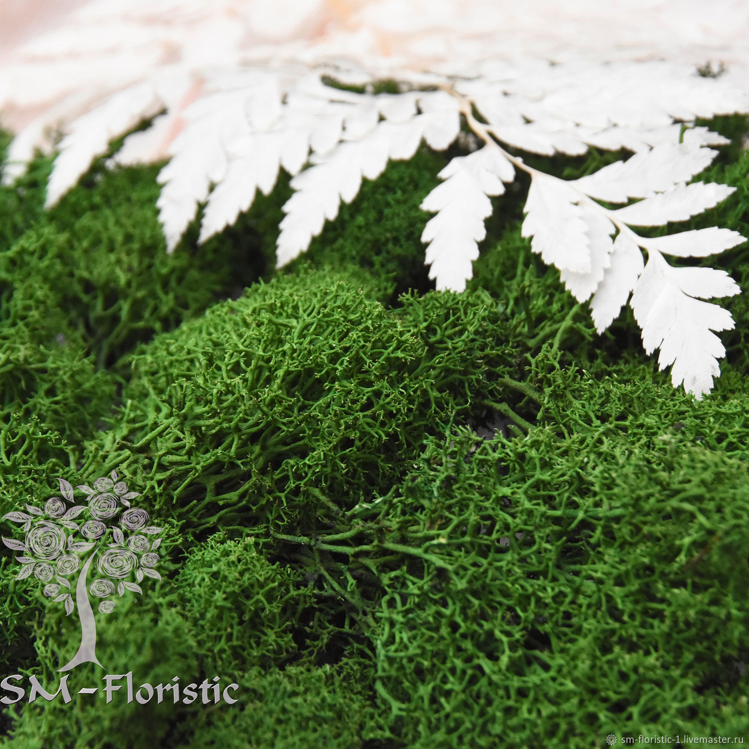 Мох стабилизированный зеленый (ягель) 100 гр купить в интернет-магазине ...