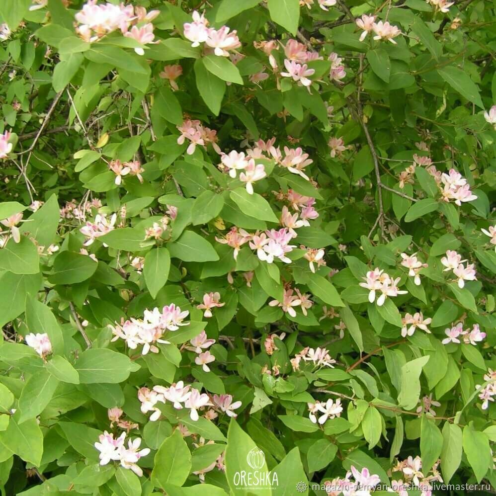 Жимолость Татарская grandiflora