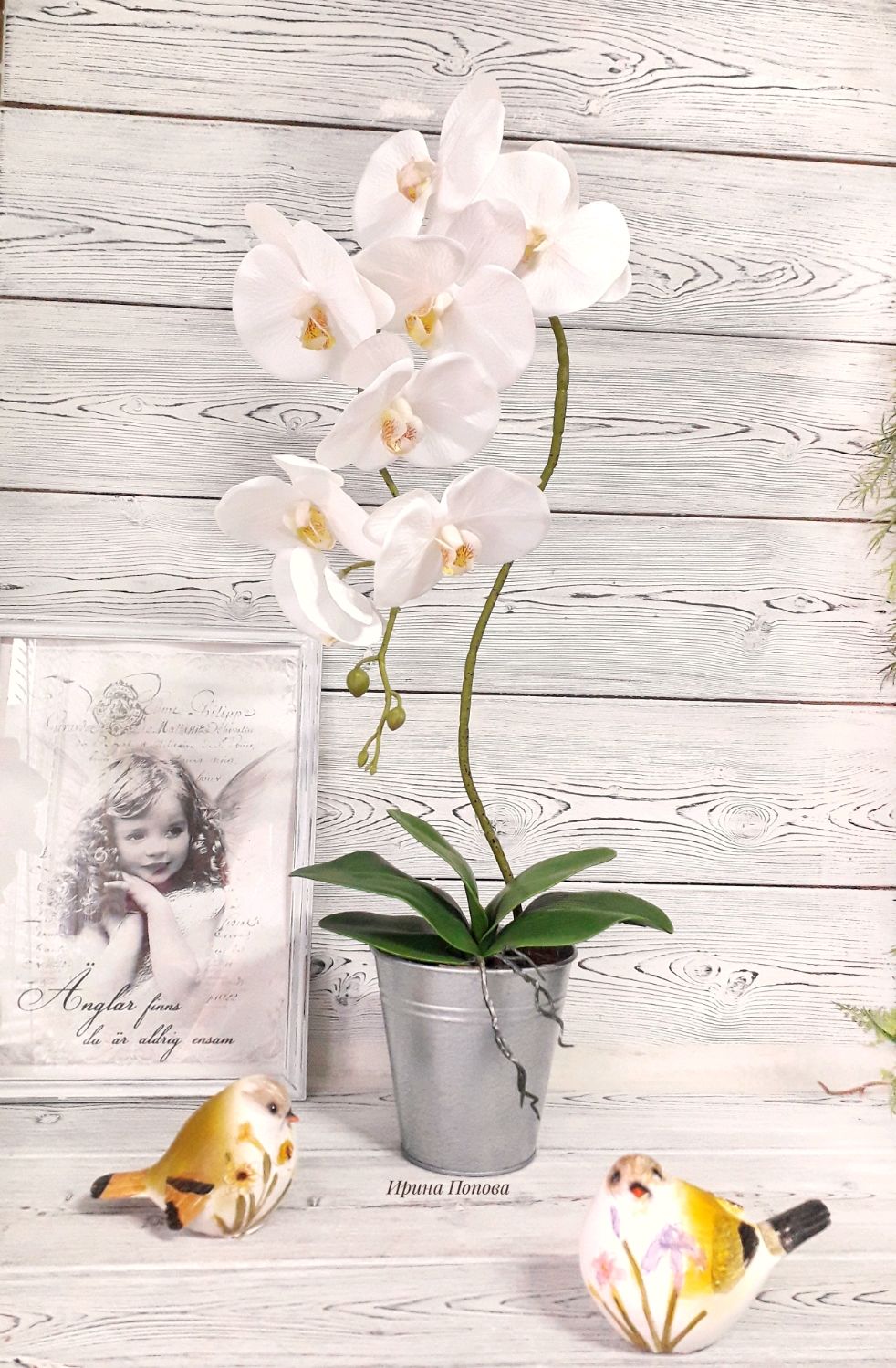 Орхидея фаленопсис, Композиции, Барнаул,  Фото №1
