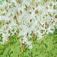 Картина пейзаж весна белые цветы рисунок дерево Облака вишневых цветов, Картины, Москва,  Фото №1
