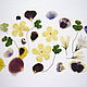 Набор сухоцветов: цветы калины, лепестки виолы, кислица, колокольчик, Сухоцветы для творчества, Ветлуга,  Фото №1