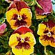 The painting with flowers 'Pansies' is decorated, Pictures, Krasnodar,  Фото №1