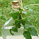 Гидролат березовых листьев, Гидролаты, Новосибирск,  Фото №1