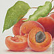 'Marvelous apricots', oil painting, still-life, Hyper-realism. Pictures. Faina-art. Online shopping on My Livemaster.  Фото №2