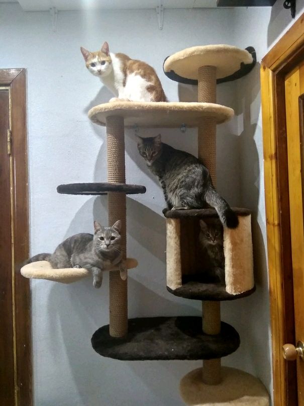 когтеточки и игровые комплексы для кошек