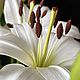 Белые лилии из полимерной глины холодный фарфор реалистичные цветы. Цветы. OXI ART  (Оксана Шахматова). Ярмарка Мастеров.  Фото №5