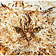 Cat. Oil on canvas. Pictures. avrum (avrum). Online shopping on My Livemaster.  Фото №2