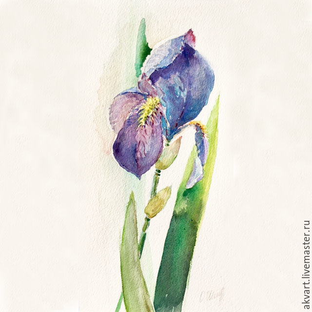 Watercolor. Watercolor miniature. Flowers. IRIS, Pictures, Moscow,  Фото №1