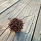 Соплодие амбрового дерева (Ликвидамбар) 10 штук. Материалы для флористики. b.g.shishki - сухоцветы и природный декор. Ярмарка Мастеров.  Фото №5