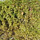 Мох лесной зеленый, мох плевроциум, Природные материалы, Липин Бор,  Фото №1