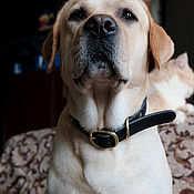 Зоотовары handmade. Livemaster - original item Leather dog collar 30mm — Black. Handmade.