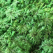 Материалы для творчества handmade. Livemaster - original item Stabilized fern moss (0,5 kg) from the manufacturer. Handmade.