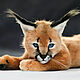 Kitten Caracal, Teddy Toys, Chelyabinsk,  Фото №1