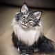 Maine Coon cat. Realistic toy. Stuffed Toys. Emiliya Dolls. Online shopping on My Livemaster.  Фото №2