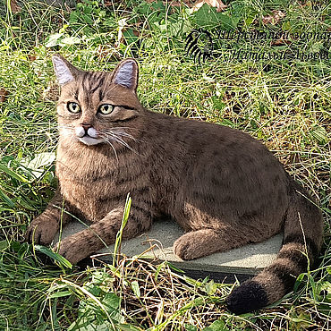 Кот Тимофей по фотографии / полосатый валяный котик. . Куклы и игрушки ручной работы - Ярмарка Мастеров Куклы и игрушки ручной работы. Ярмарка Мастеров - ручная работа Кот Тимофей по фотографии / полосатый валяный котик. Handmade.