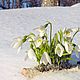 Подснежники Весна идет Интерьерная композиция из полимерной глины, Композиции, Новосибирск,  Фото №1