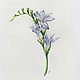 Order Freesia, Botanical watercolour. Belasla. Livemaster. . Pictures Фото №3