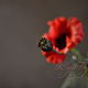 A bunch of scarlet poppies. Flowers. KG_flowers. Online shopping on My Livemaster.  Фото №2