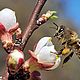 Пыльца цветочная, пчелиная обножка свежая, 2024 год, Мед, Алексеевка,  Фото №1