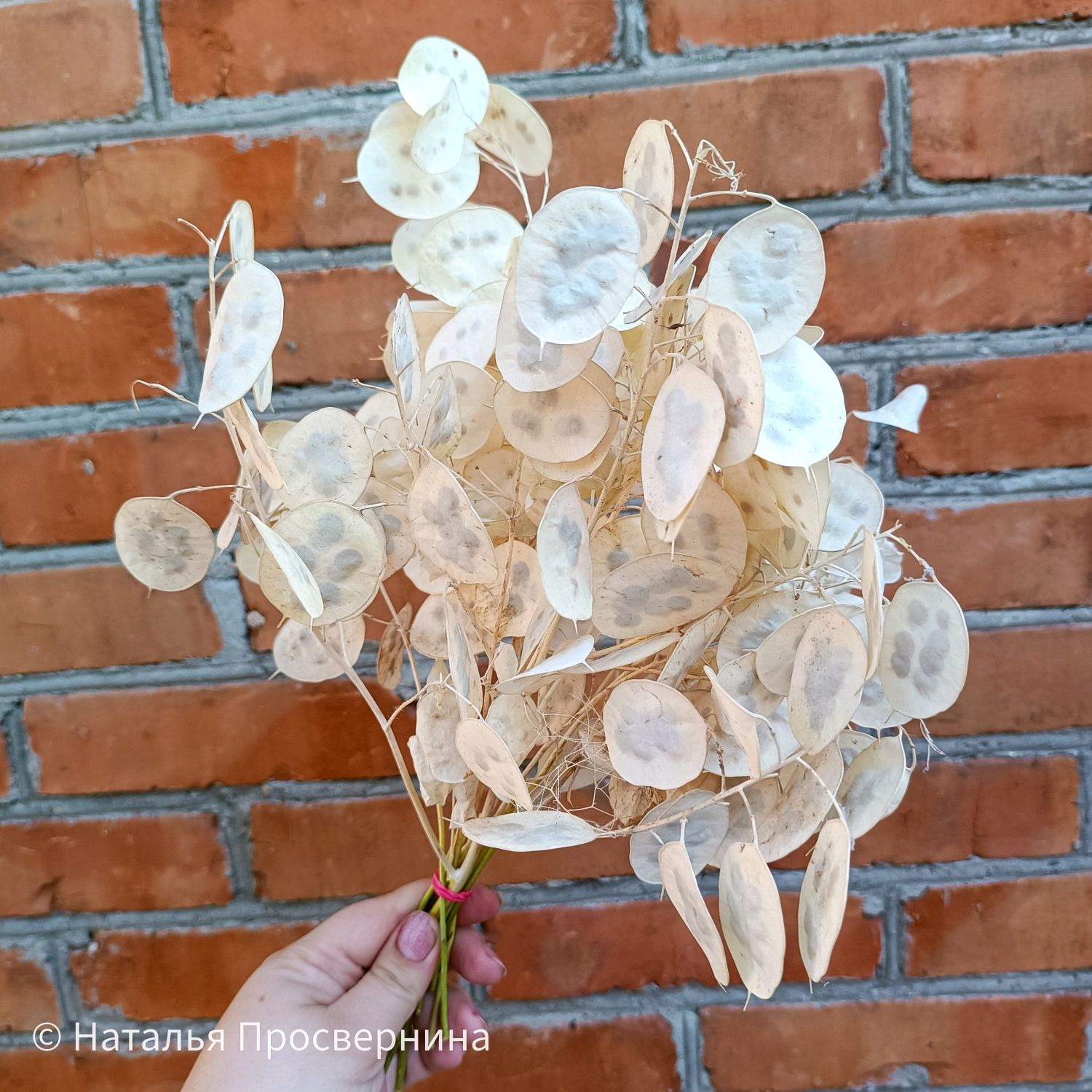 Лунария стабилизированная оттенки в ассортименте купить в интернет ...