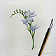 Freesia, Botanical watercolour. Pictures. Belasla. My Livemaster. Фото №6