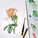 Ботаническая картина "Ветка розы", Картины, Москва,  Фото №1
