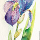 Order Watercolor. Watercolor miniature. Flowers. IRIS. ArtShipilina. Livemaster. . Pictures Фото №3
