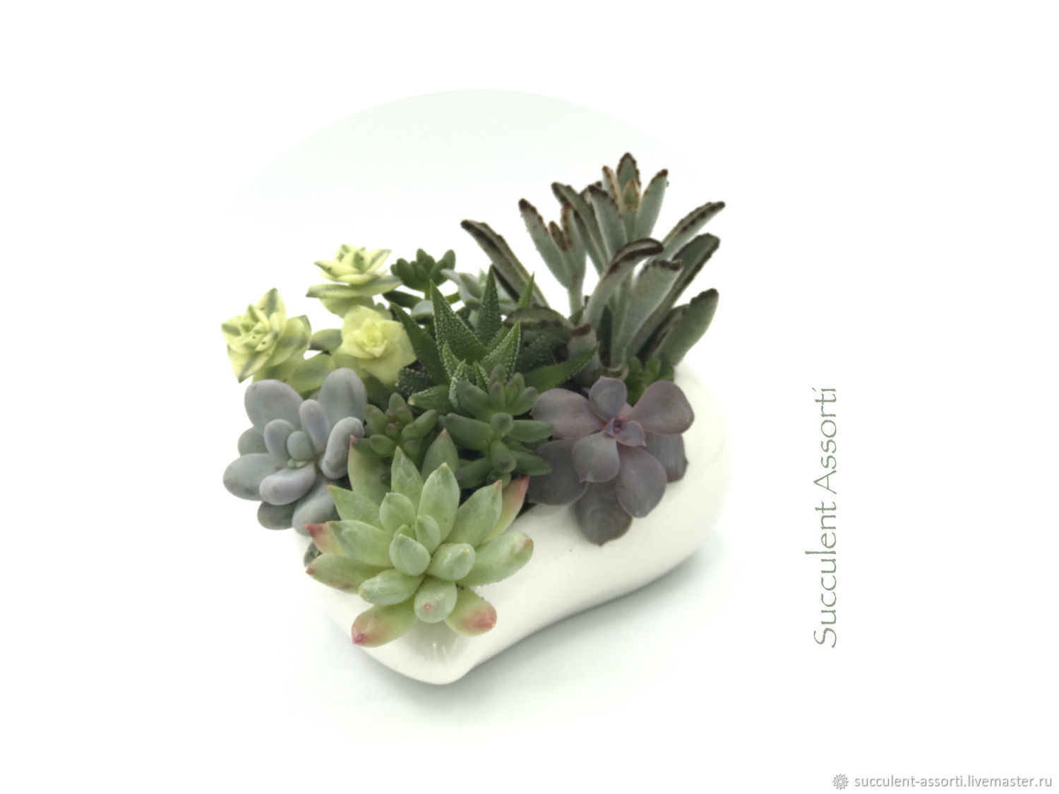 Суккуленты в кашпо "Валентинка" – заказать на Ярмарке Мастеров ...