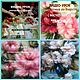 A set of video lessons pictures made of wool 'Peonies'. Courses and workshops. Marina Askerova (MariMarisha). Online shopping on My Livemaster.  Фото №2