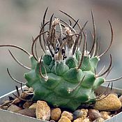 Цветы и флористика handmade. Livemaster - original item Cacti a mixture of seeds 10 pcs succulents. Handmade.