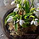 Interior composition with snowdrops. Composition. KG_flowers. My Livemaster. Фото №6