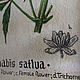 Cannabis: a botanical illustration in retro style. Pictures. katfray. Online shopping on My Livemaster.  Фото №2