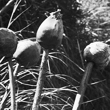 Картины и панно ручной работы. Ярмарка Мастеров - ручная работа Wild Flower | Дикий Цветок. Handmade.