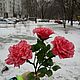 Розы сорта "Candy stripe" из холодного фарфора. Растения. Калинка-Малинка (kremsoda). Ярмарка Мастеров.  Фото №4
