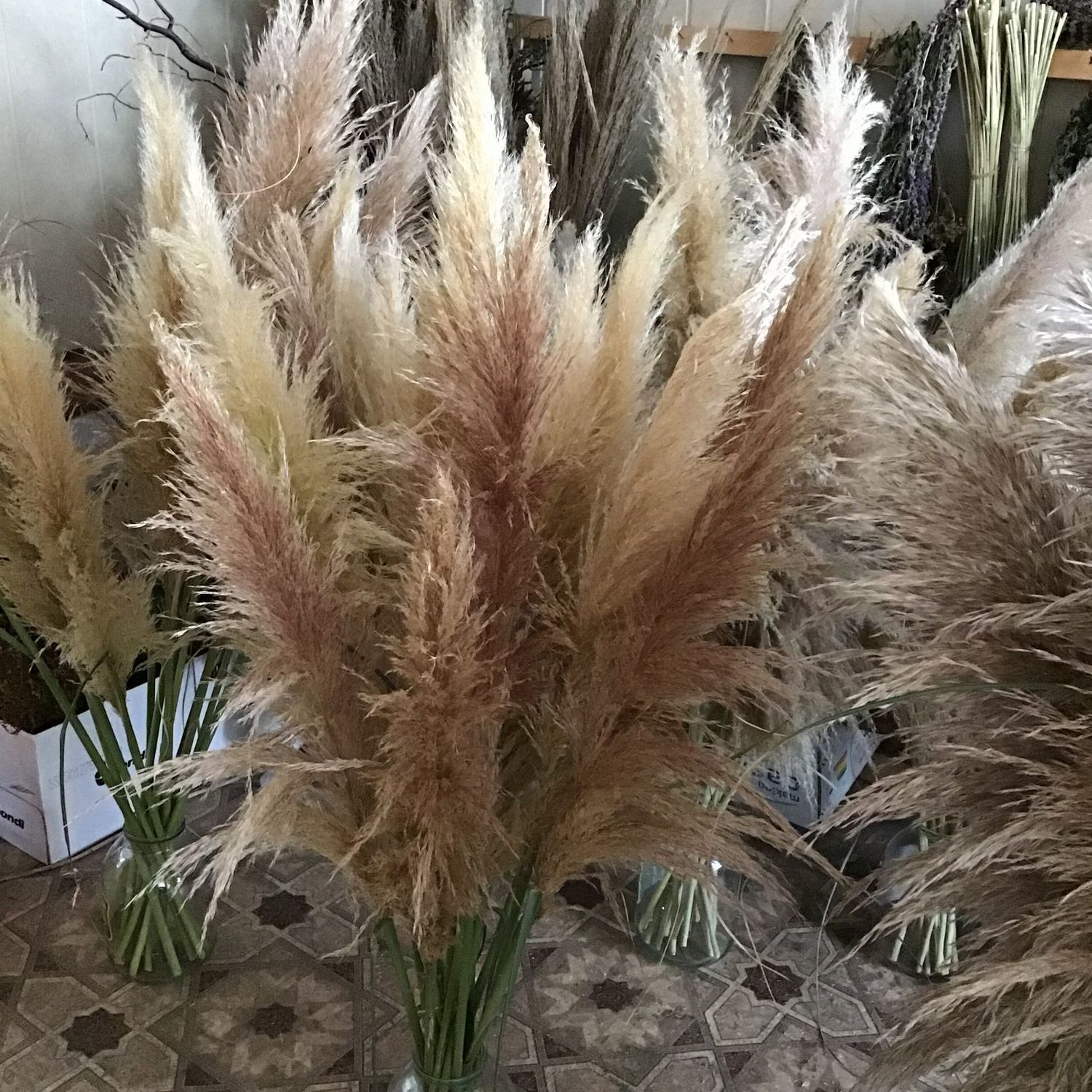 Пампасная трава. Кортадерия Сухоцветы – купить на Ярмарке Мастеров ...