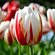 Tulip Petal Triumph Happy Generation Set. Molds for making flowers. ceramic flowers. My Livemaster. Фото №4