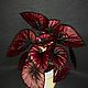 Бегония - Begonia "Harmony's Red Robin", Комнатные растения, Нижневартовск,  Фото №1