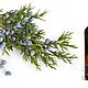 Juniper essential oil. Oil. For inventions. Online shopping on My Livemaster.  Фото №2