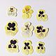 Dried viola flowers.Yellow, assorted.9pcs, Dried flowers for creativity, Barnaul,  Фото №1