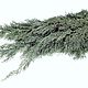 Ветка 125см.Кипарис Аризонский серый Новогодняя флористика. Елки. DARK FLORIST Флористика Декор ЦВЕТЫ. Ярмарка Мастеров.  Фото №4