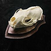 Фен-шуй и эзотерика handmade. Livemaster - original item Mink skull on a medallion. Handmade.